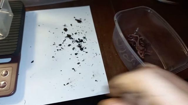 На сколько худеет червь, после очистки от субстрата. смотреть онлайн