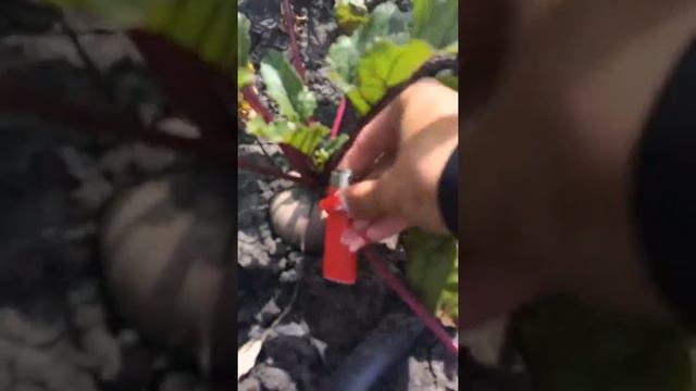 Свекла с полей в Краснодаре смотреть онлайн