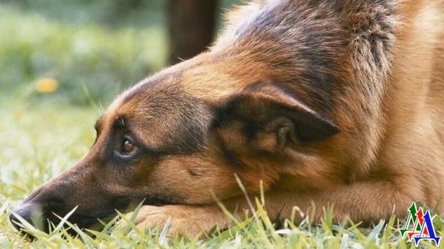 Хозяин постоянно ДРАЗНИЛ свою СОБАКУ, а сосед его лихо проучил… смотреть онлайн