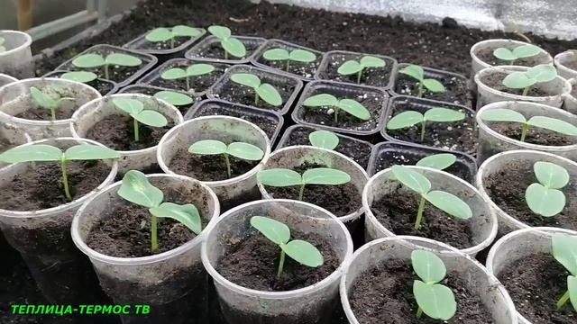 4 день рассаде огурцов после всходов сорт Бьёрн и СВ 4097 смотреть онлайн