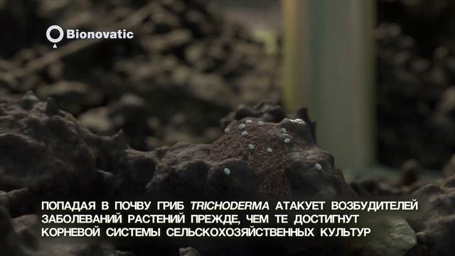 Почвенный фунгицид, деструктор стерни Orgamica F - выйди из замкнутого круга нарастающих затрат смотреть онлайн