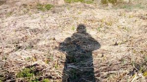 Змея на раскопках Новгородская область.