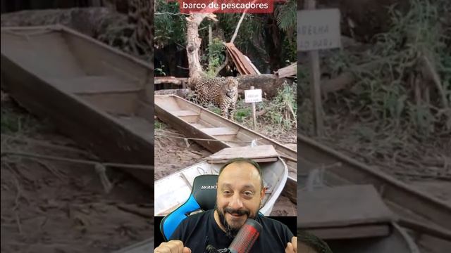 Onça apareceu em acampamento. O que vc faria? смотреть онлайн