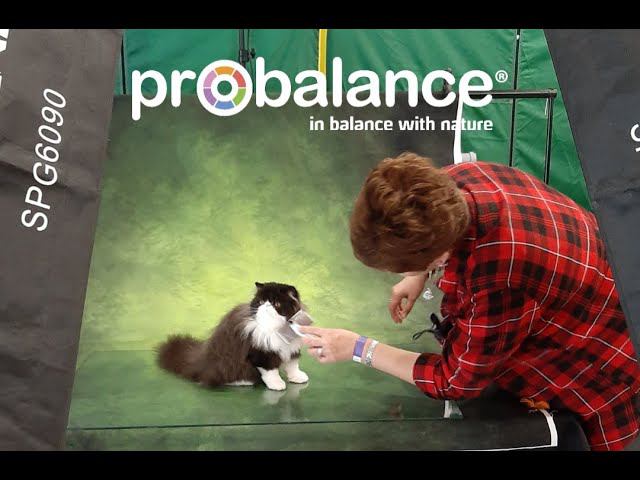 Выставка Зоошоу. Весна. 2021 смотреть онлайн