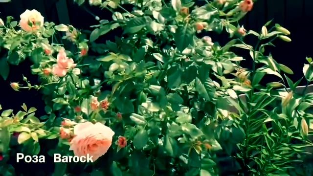 Розы. Плетистые розы моего сада. Посмотрите как они хороши!!!??? смотреть онлайн