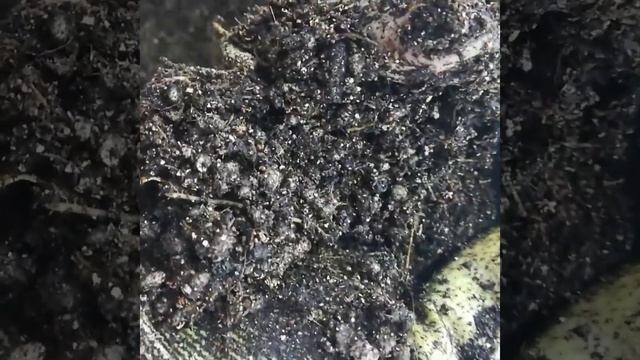 ПЕЛАРГОНИЯ, пришла посылка с НОВИНКАМИ!!! смотреть онлайн