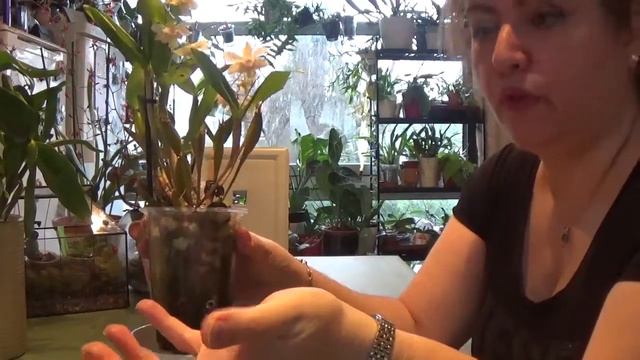 Orchid #CareCollab with Ninja Orchid_Dendrobium polysema x abberans смотреть онлайн