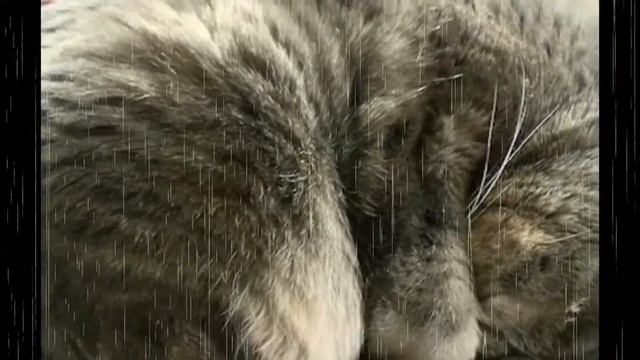 Преданный Кот || Стих смотреть онлайн