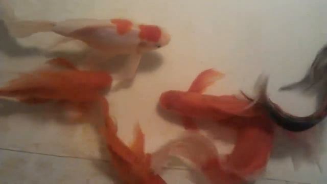 Goldfish золотые рыбки кометы смотреть онлайн