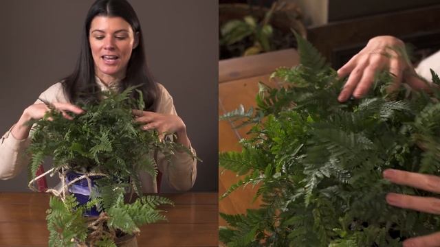 Davallia Griffithiana (Rabbit's Foot Fern) Houseplant Care — 236 Of 365