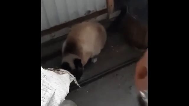 кот который боится мышей смешной кот смотреть онлайн