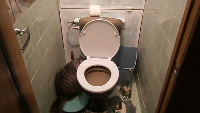 Кот Маркиз - умница смотреть онлайн