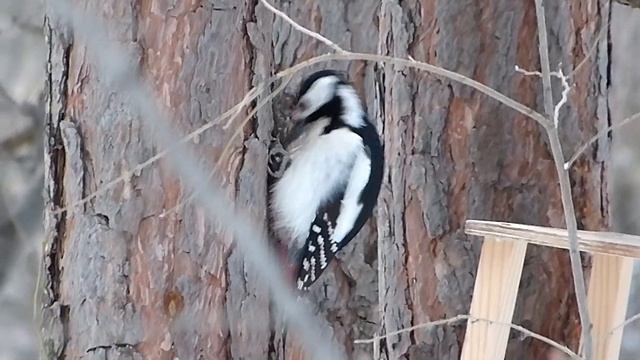Дятел кормится семечками. смотреть онлайн
