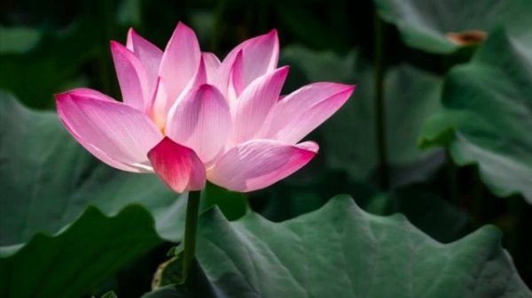 Buddha's Flute : Inner Peace