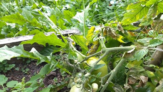 Вышивальщица на даче. Дачные зарисовки. Август 2022. смотреть онлайн