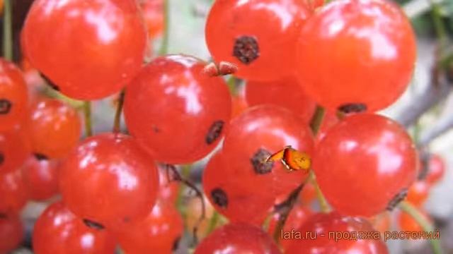 Смородина красная Устина (smorodina-krasnaya-ustina) ? обзор: как сажать, саженцы смородины Устина