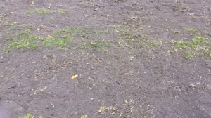 ГАЗОННАЯ ТРАВА _ как убрать что бы сделать огород