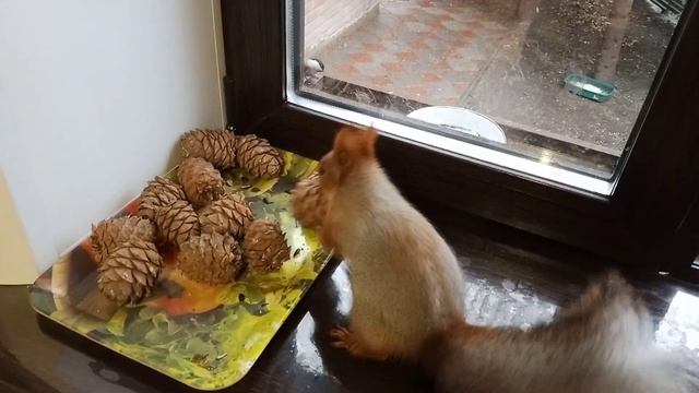 двое в кормушке смотреть онлайн