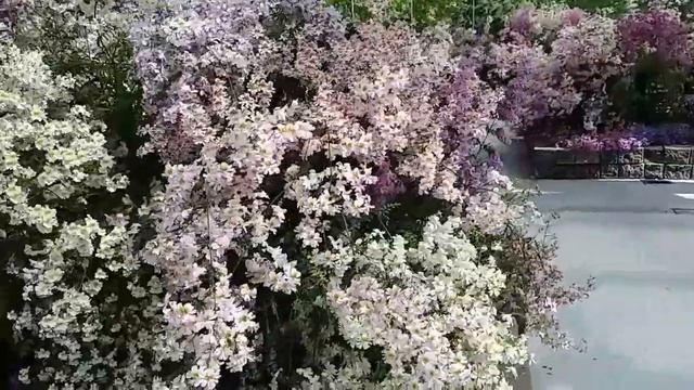 Schizanthus flower display at Ballarat bonatical garden смотреть онлайн