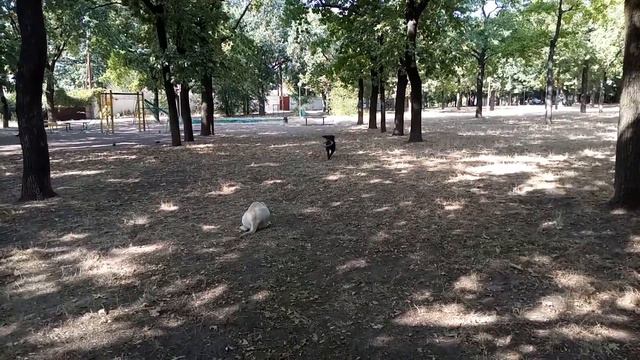 два лабрадора и одно колечко/two labradoodles and one ring смотреть онлайн
