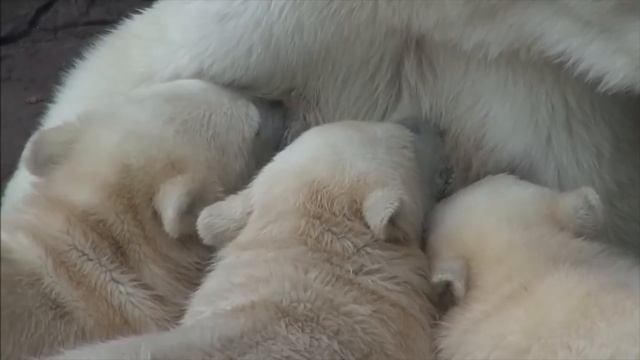 Simona the polar bear nurses her triplet cubs in the late afternoon at Moscow Zoo (Sep.22 2012) смотреть онлайн