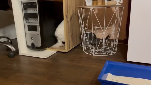 24 ЧАСА с ШИНШИЛАМИ и КОТАМИ челлендж. Коты впервые знакомятся с шиншиллами / факты о шиншиллах смотреть онлайн