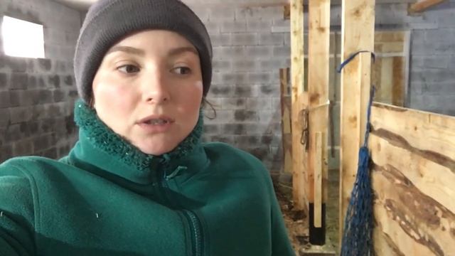 Несколько дней после кастрации жеребенка. Как заживает и чем лечим смотреть онлайн