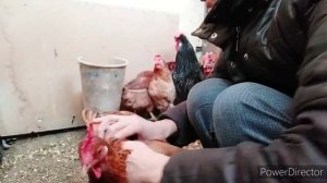 как определить старую курицу ? как определить хорошую несушку?