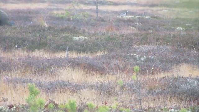 Охота на белом море часть 2 Архангельская область смотреть онлайн