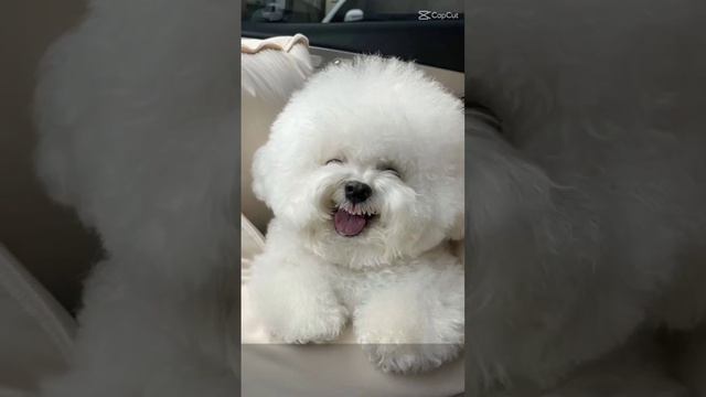 Mẹ Cấm Con Ko Dao Du Mà Con Cầm đầu