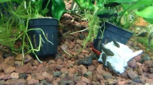 Сомики Анциструс балдеют от этого корма!!! Чем кормить анциструсов..