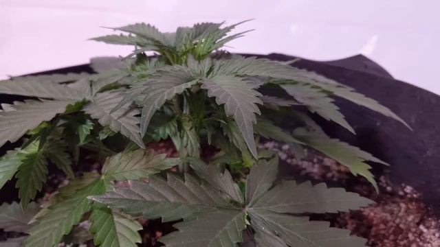 Cream of the Crop Cash Crop Auto - Day 25 смотреть онлайн