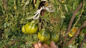 Томат ЦАРЬ ТРЮФЕЛЬ ? от СибСада. Царский томат.