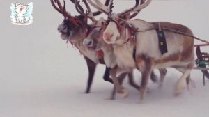 Изучаем полярных животных для детей. Викторина о животных