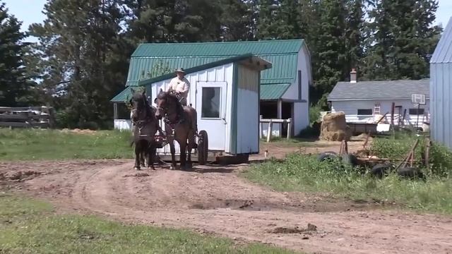 Brabant Belgian Draft Horse Power on the Julian Family Dairy Farm смотреть онлайн