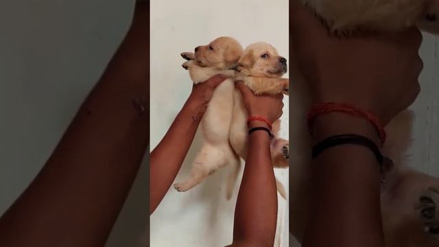 Top Quality Labrador Puppy Available At Gorakhpur 7071407538