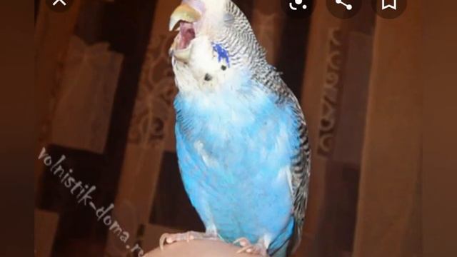 Все о волнистиках смотреть онлайн