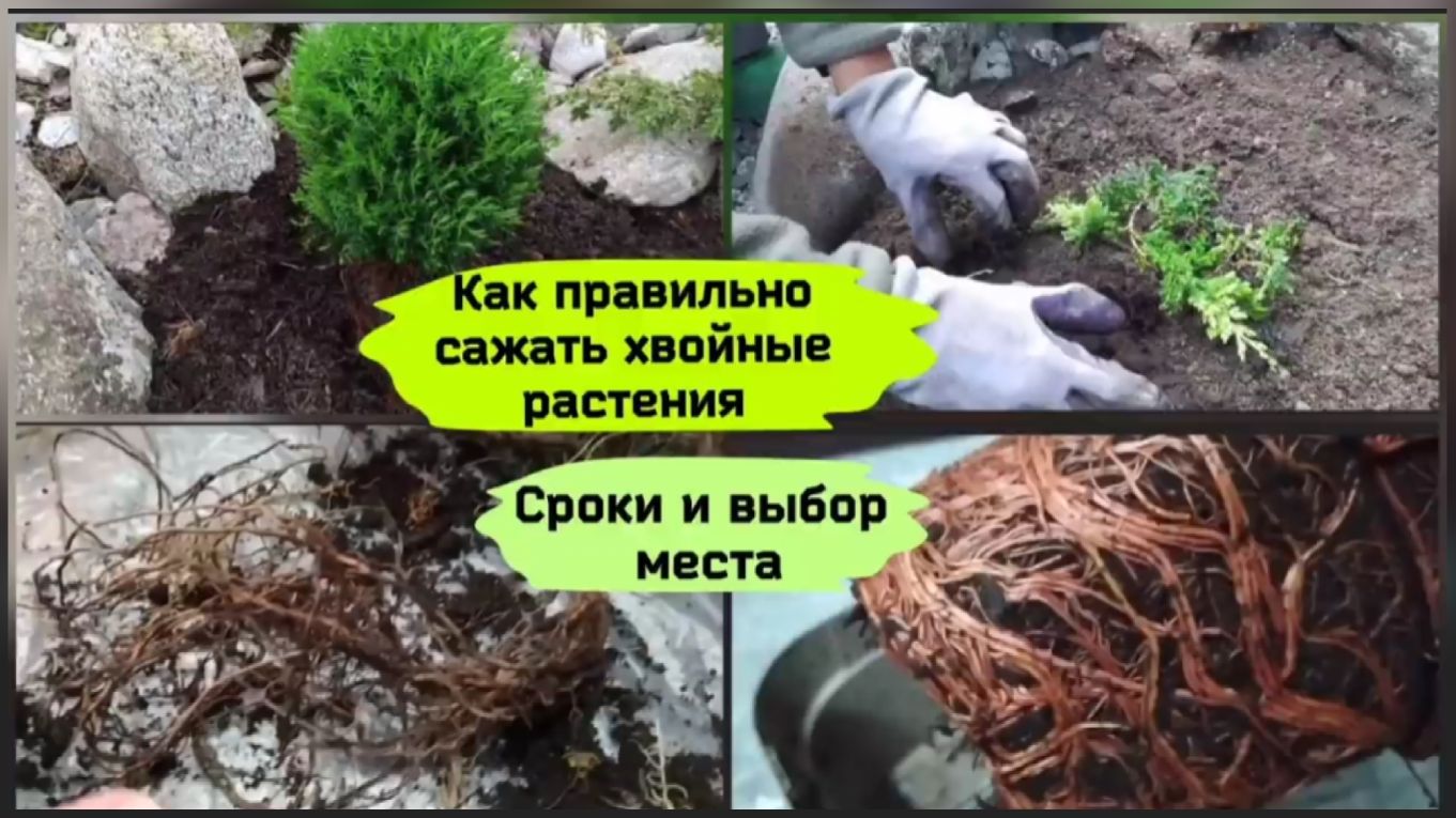 Как правильно сажать хвойные растения. Сроки и выбор места.