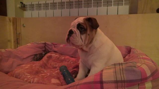 Как приучить щенка к туалету. Купить щенка английского бульдога. PR company BulldogFILL смотреть онлайн