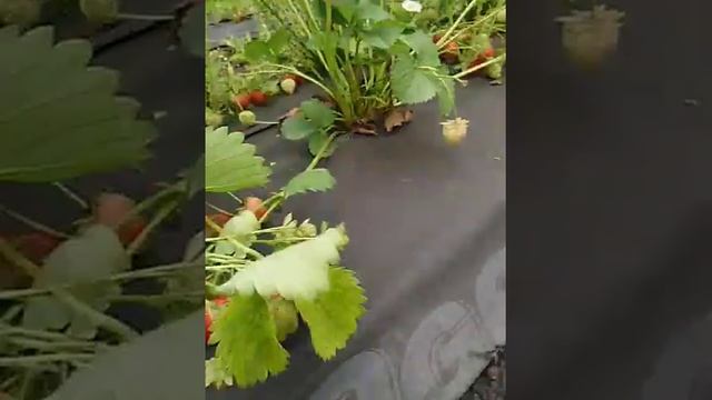 Клубника Вайбрант первий год посадки смотреть онлайн