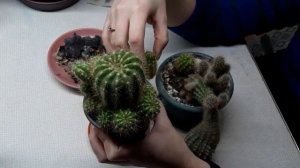 Как отделить детку кактуса?!