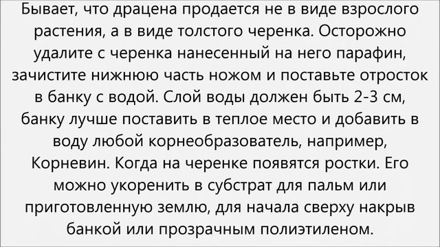Как посадить драцену смотреть онлайн