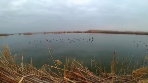 08.02.2018 охота на утку ..иж 54 рулит