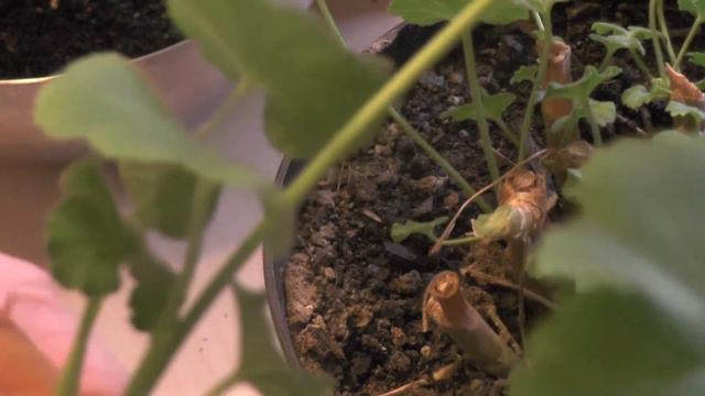 Размножаю пеларгонию без боязни за будущее. #пеларгония смотреть онлайн