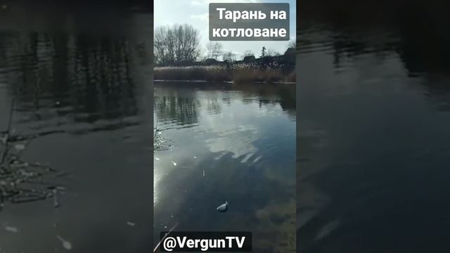 Клюёт шикарная тарань #рыбалка #рыбалка_в_каменском #verguntv #vlog_рыбалка #весенний_клев смотреть онлайн