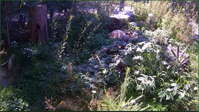 Прямая трансляция с вольера Байкальского заповедника смотреть онлайн