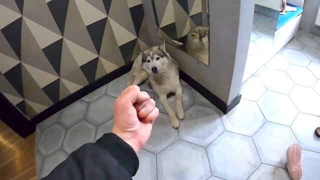 НАШЁЛ ХАСКИ / собаки сбежали из дома смотреть онлайн