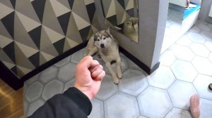 НАШЁЛ ХАСКИ / собаки сбежали из дома