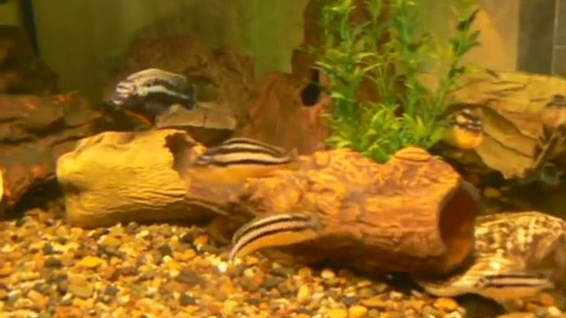 Меланохромис Ауратус смотреть онлайн