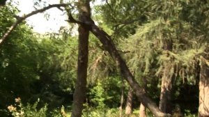 Лиственницы высотой 20 метров. Семена в августе. Часть 8.